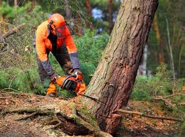 Best Tree Removal  in Delta Junction, AK